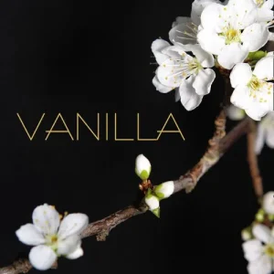 Vanilla (Mills & Boon Spice): First edition Order Now