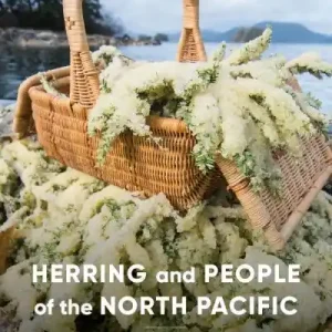 Viral Herring and People of the North Pacific