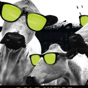 The Cow in the Room Trending